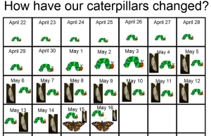 We found this idea on Pinterest - recording the growth and change of our butterflies. We kept this record on the SMARTBoard.