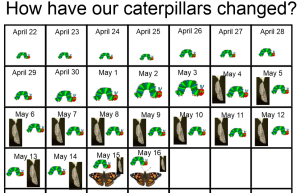 We found this idea on Pinterest - recording the growth and change of our butterflies. We kept this record on the SMARTBoard.