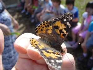 We celebrated the end of our learning journey with a butterfly release party in our outdoor classroom where the children sang songs and talked about their wishes for our butterflies as they flew into nature. 