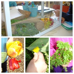 One of our main questions was "how can we care for our caterpillars/butterflies?" This led us to think about how to create a  habitat for the butterflies where they could thrive while we had them indoors. The children recorded their ideas on butterfly habitat planning sheets and looked for their materials in our outdoor classroom.